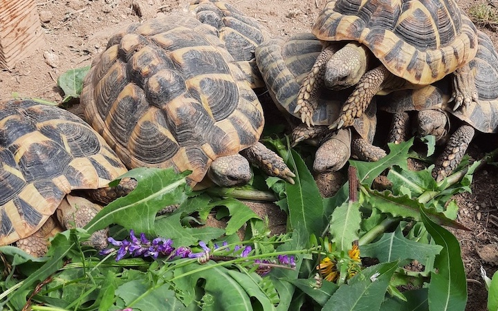 Gruppe Griechischer Landschildkröten mit Wiesenkräutern