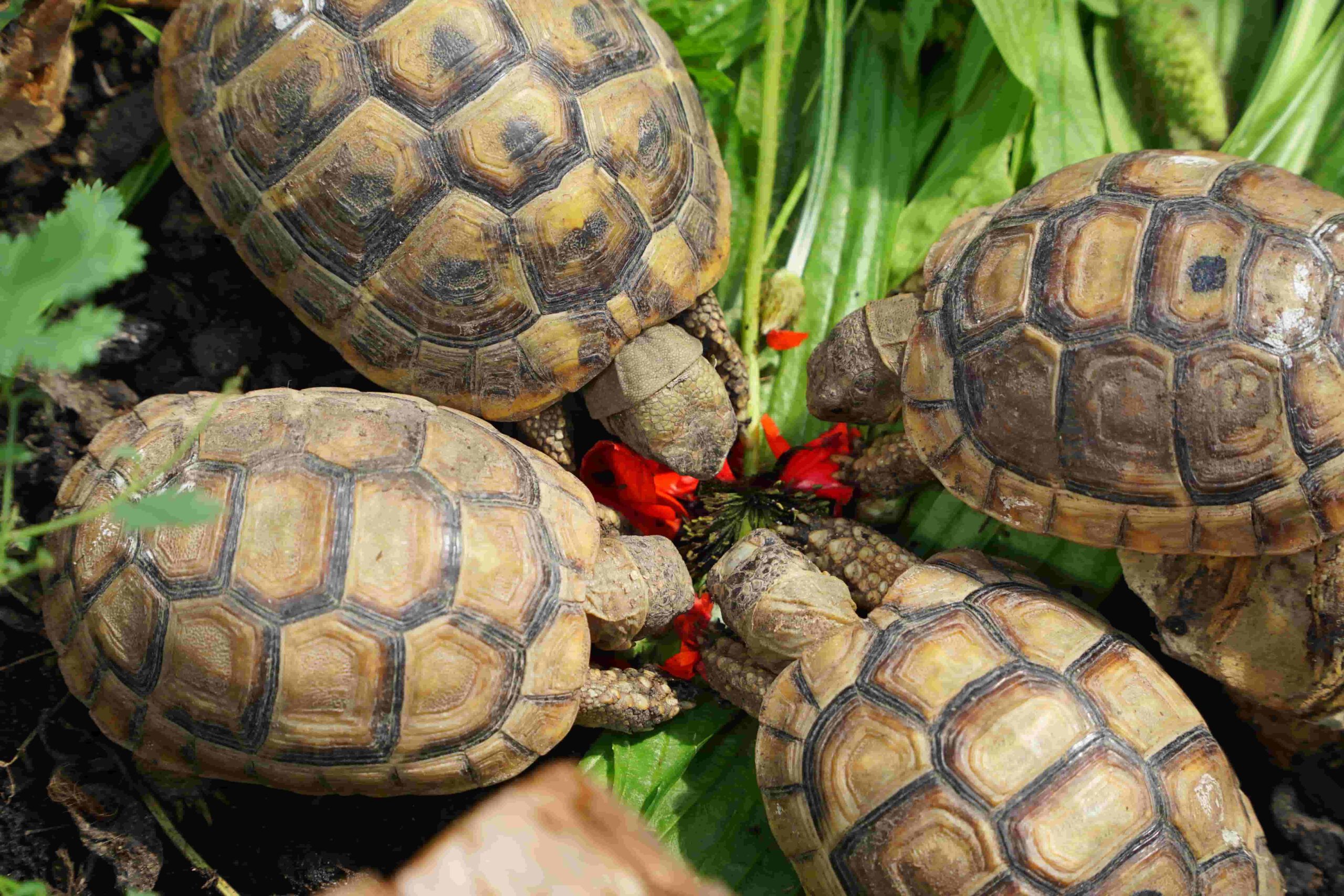 vier Junge Schildkröten fressen Wiesenkräuter