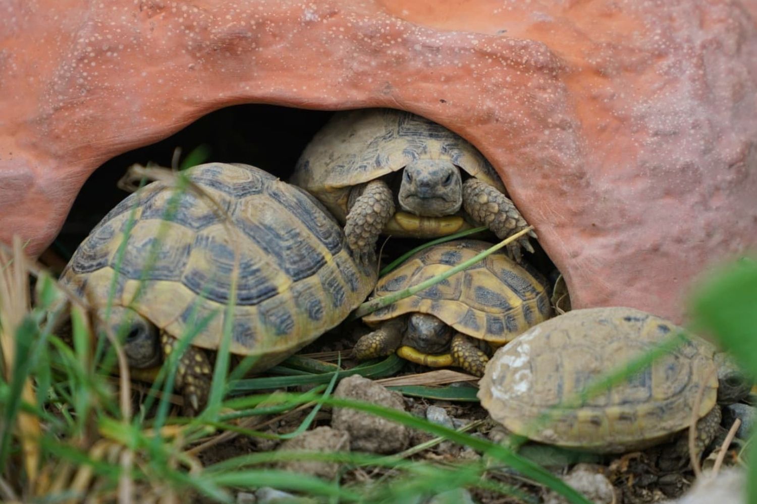 Gruppe von jungen Landschildkröten