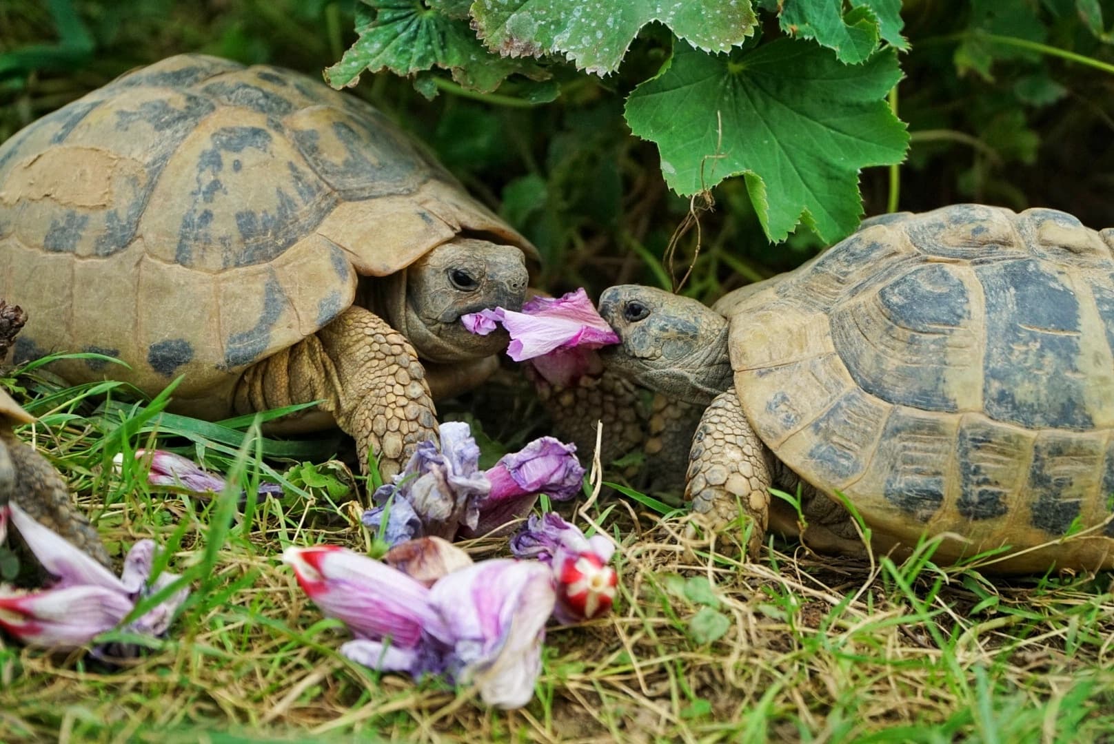 zwei Landschildkröten essen zusammen eine Hibiskusblüte